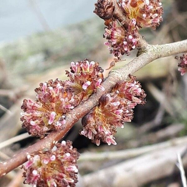 Ulmus pumila Çiçek