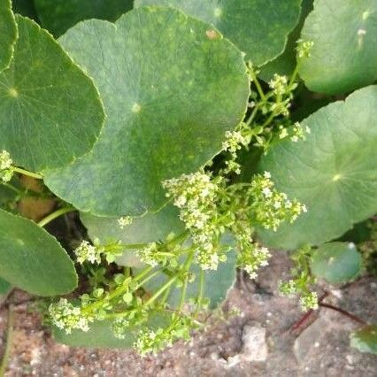 Hydrocotyle bonariensis Květ