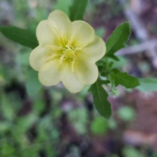 Oenothera laciniata 花