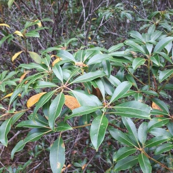 Kalmia latifolia Blad