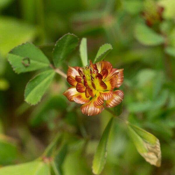 Trifolium spadiceum Цвят