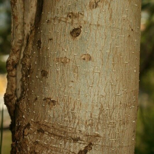 Michelia champaca Bark