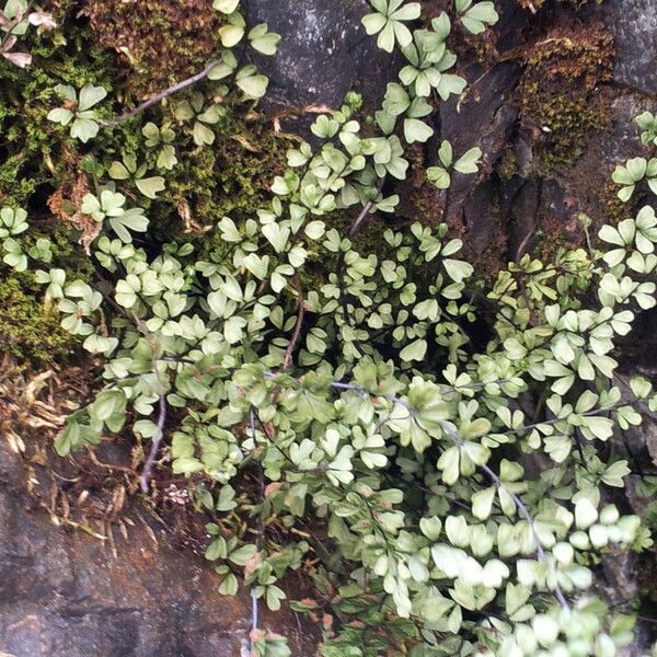 Asplenium triphyllum