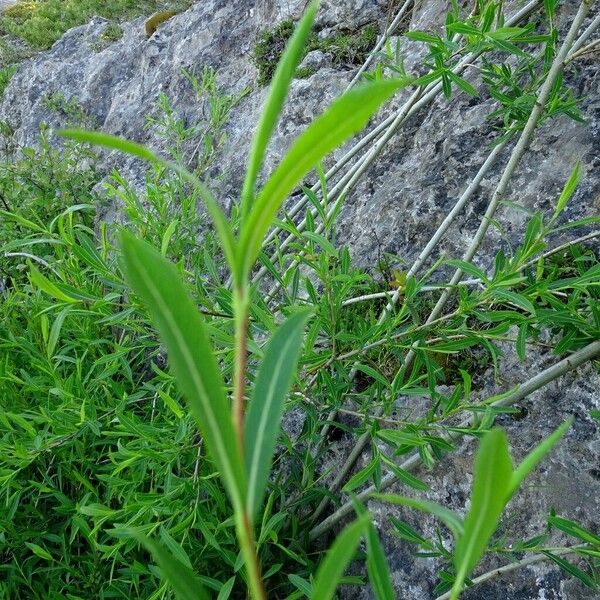 Salix purpurea Листок