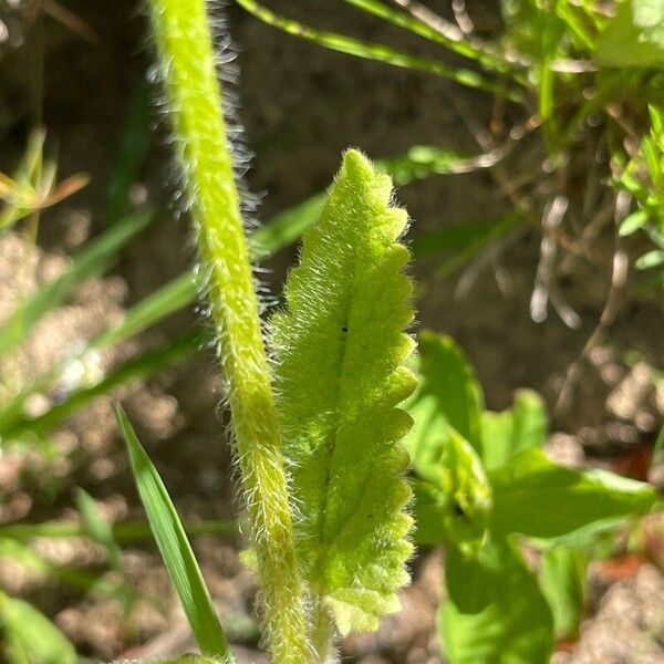 Betonica hirsuta Leaf