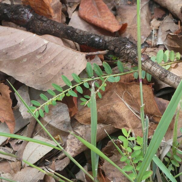 Phyllanthus virgatus موطن