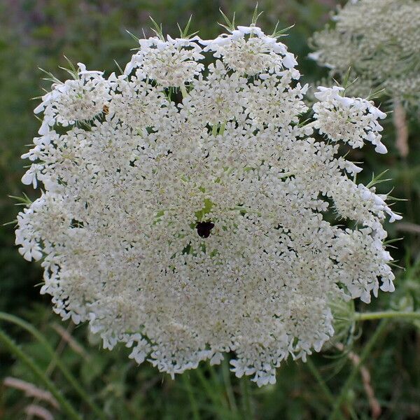 Daucus carota പുഷ്പം