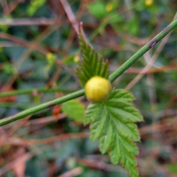 Kerria japonica Lehti