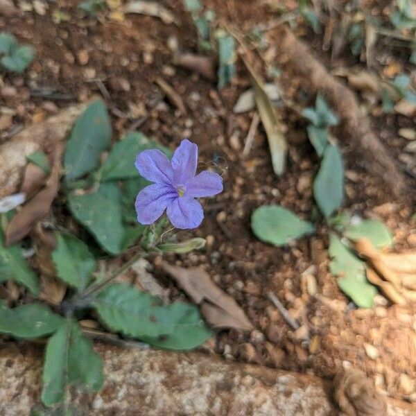 Ruellia ciliatiflora Kwiat