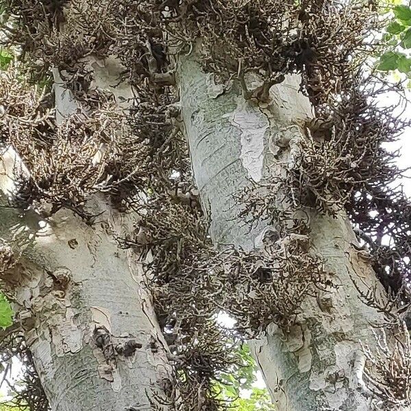 Ficus sycomorus Tervik taim