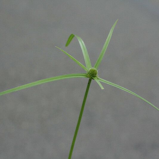 Cyperus aromaticus Foglia