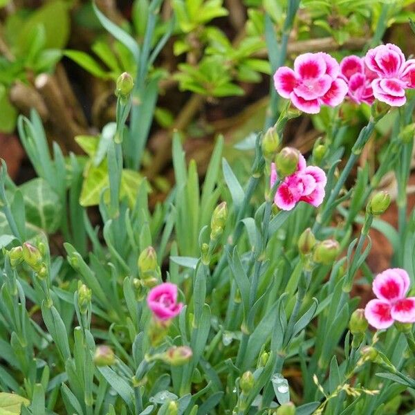 Dianthus caryophyllus Pokrój