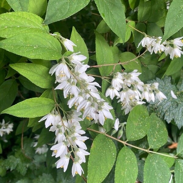 Deutzia crenata Flower