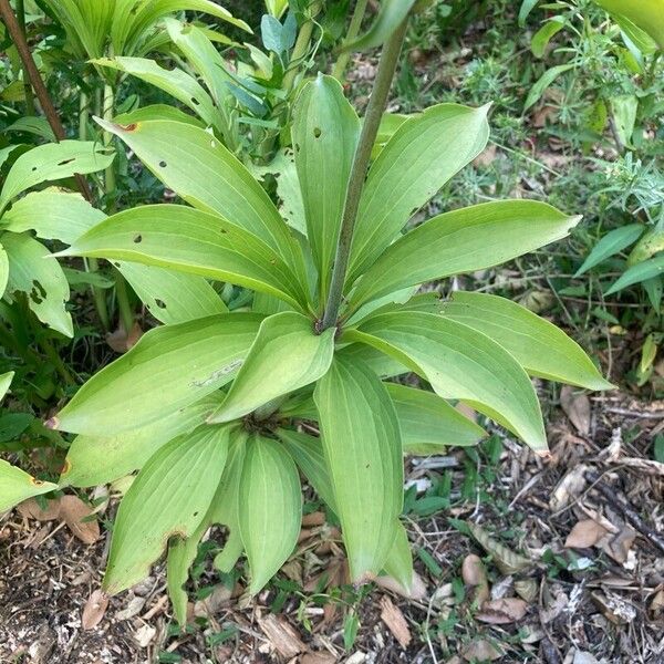 Lilium martagon Liść