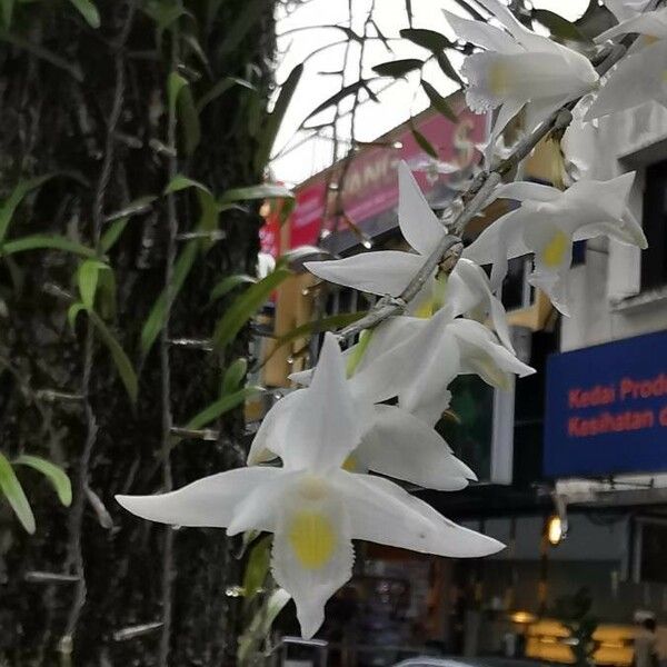 Dendrobium crumenatum Virág