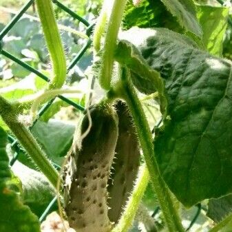 Cucumis sativus Fruit