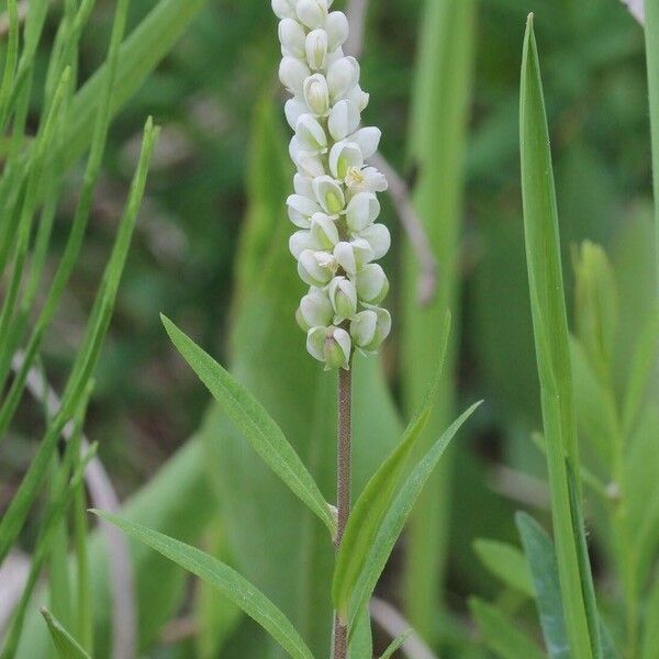 Polygala senega Lorea