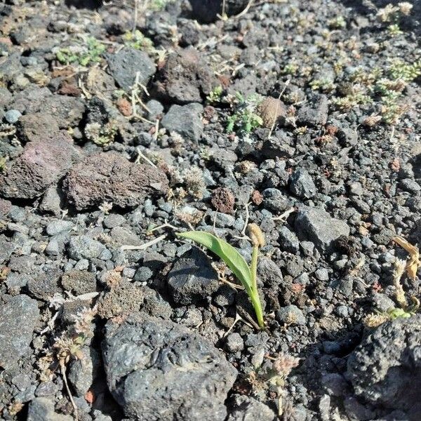 Ophioglossum polyphyllum 葉