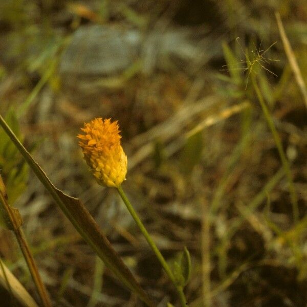 Polygala lutea Fiore