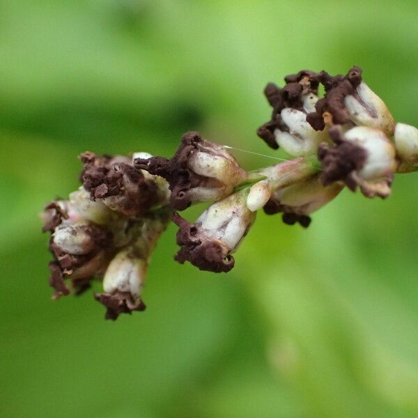 Persicaria senegalensis 花