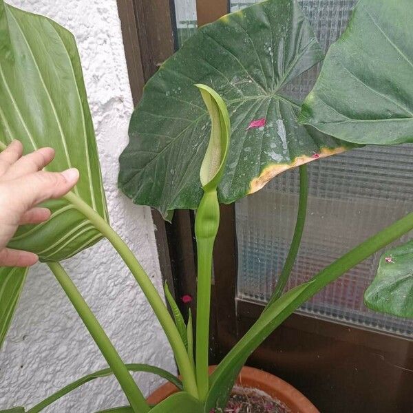 Alocasia macrorrhizos Blüte