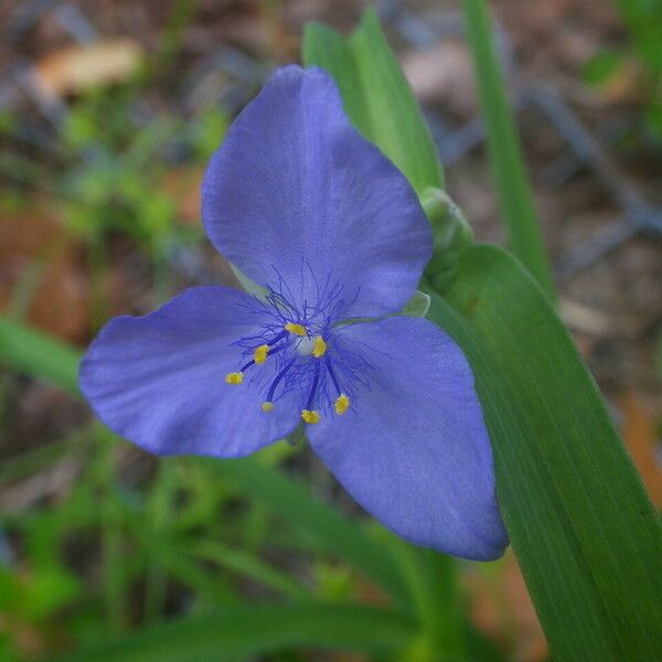 Tradescantia ohiensis Flower