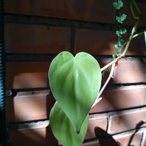 Philodendron hederaceum पत्ता