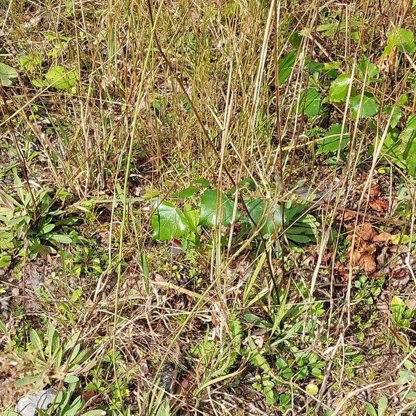 Pilosella piloselloides Habitatea