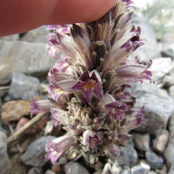 Orobanche cooperi Květ