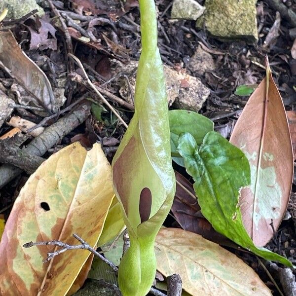 Arum maculatum 花