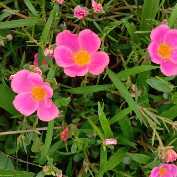 Portulaca grandiflora Blüte