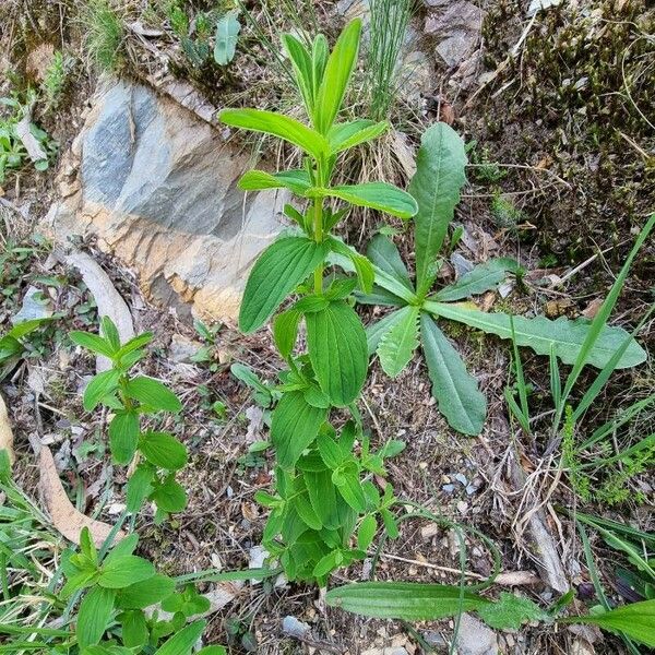 Hypericum undulatum Lapas