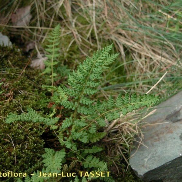 Woodsia ilvensis Habit