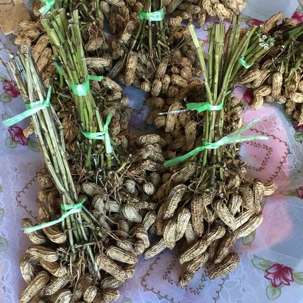 Arachis hypogaea عادت