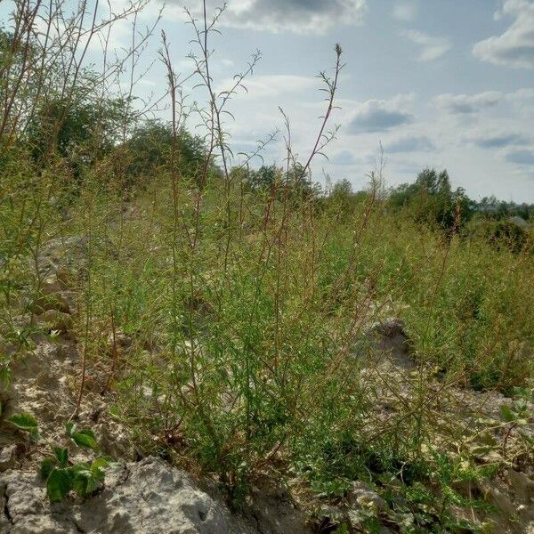 Epilobium brachycarpum Hàbitat