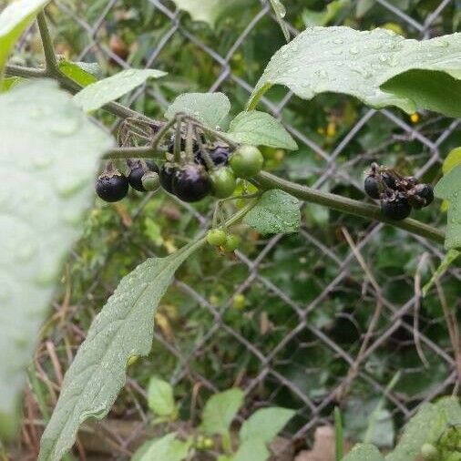 Solanum scabrum ফল