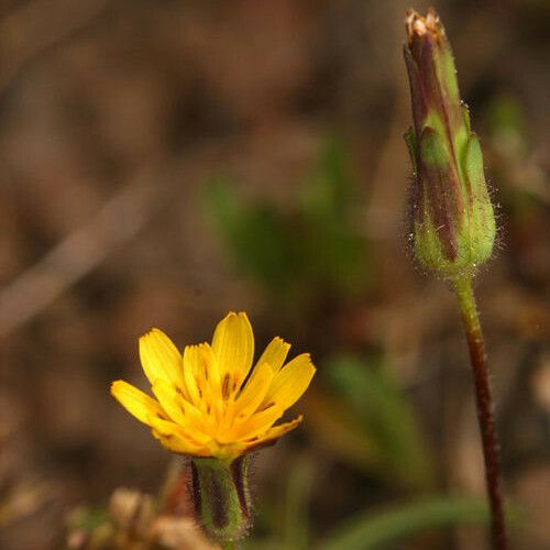 Agoseris heterophylla Flower