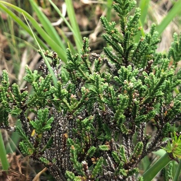 Calluna vulgaris ഇല