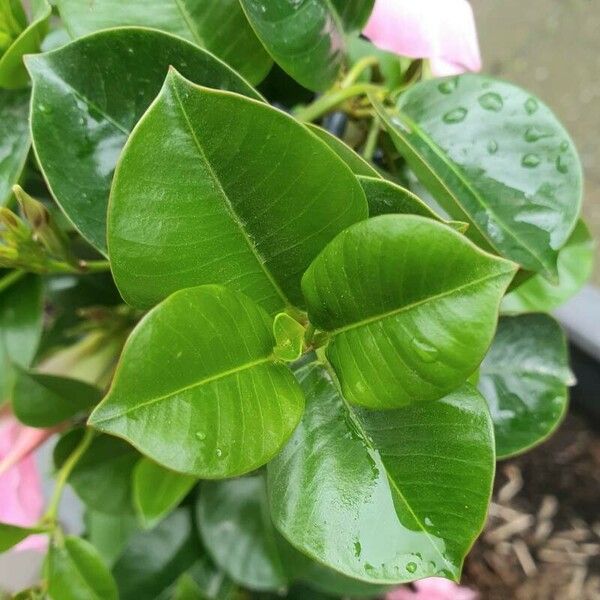 Mandevilla sanderi Leaf