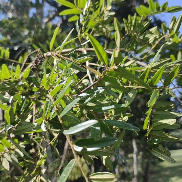 Dalbergia brasiliensis Folha