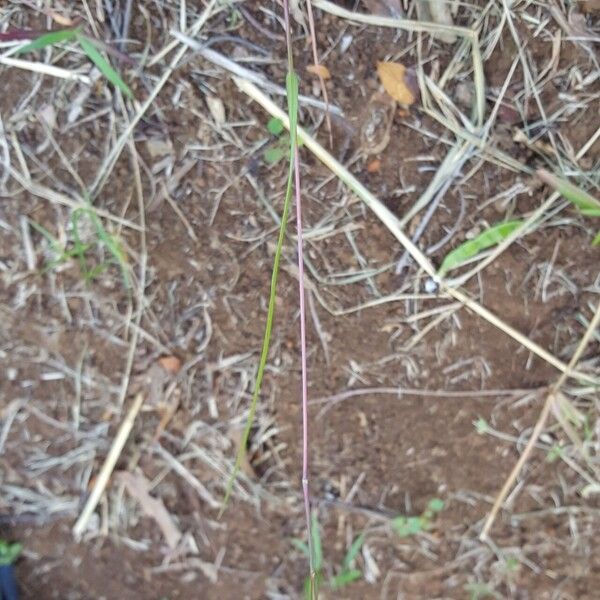 Themeda quadrivalvis Celota