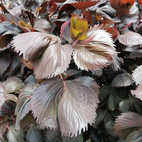 Acalypha wilkesiana Folio