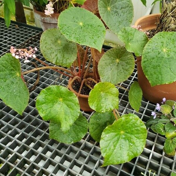 Begonia goegoensis Habitus