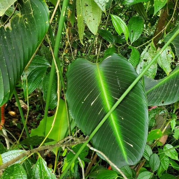 Calathea crotalifera Leaf
