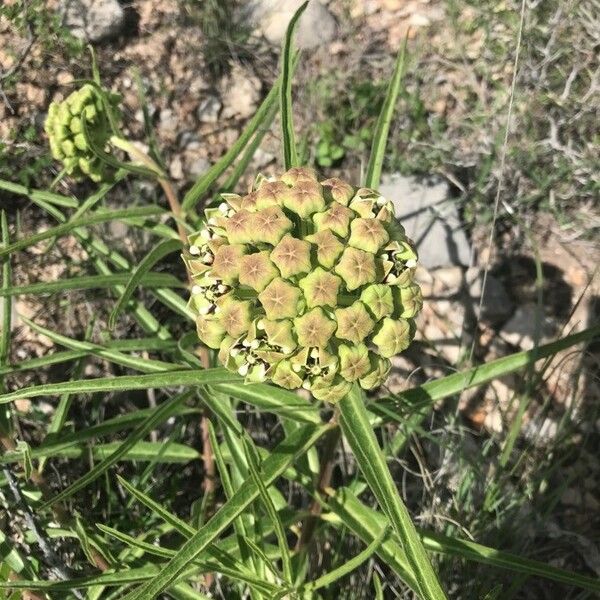 Asclepias asperula Fiore