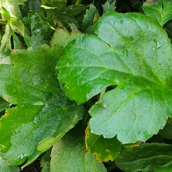 Ranunculus asiaticus Blad