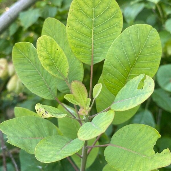 Cotinus obovatus Blad