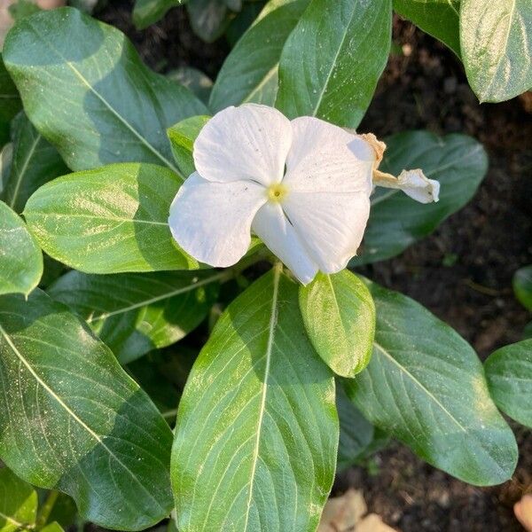 Catharanthus roseus 花