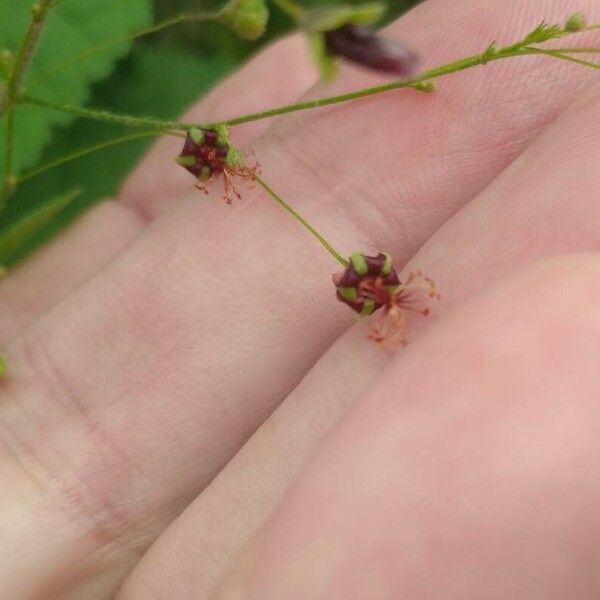 Sidastrum paniculatum Virág