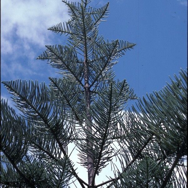 Araucaria columnaris Συνήθη χαρακτηριστικά